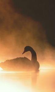 Preview wallpaper swan, bird, silhouette, fog, pond