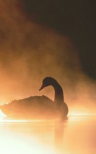 Preview wallpaper swan, bird, silhouette, fog, pond