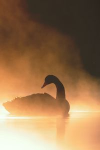 Preview wallpaper swan, bird, silhouette, fog, pond