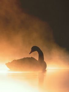 Preview wallpaper swan, bird, silhouette, fog, pond