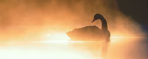 Preview wallpaper swan, bird, silhouette, fog, pond