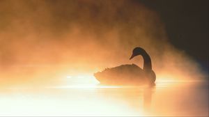 Preview wallpaper swan, bird, silhouette, fog, pond