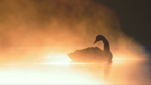 Preview wallpaper swan, bird, silhouette, fog, pond