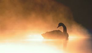 Preview wallpaper swan, bird, silhouette, fog, pond