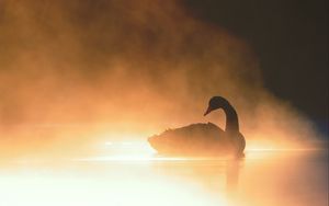 Preview wallpaper swan, bird, silhouette, fog, pond