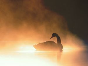 Preview wallpaper swan, bird, silhouette, fog, pond