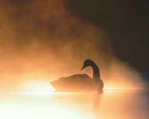 Preview wallpaper swan, bird, silhouette, fog, pond