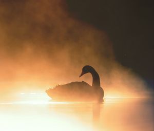 Preview wallpaper swan, bird, silhouette, fog, pond