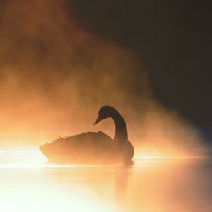 Preview wallpaper swan, bird, silhouette, fog, pond