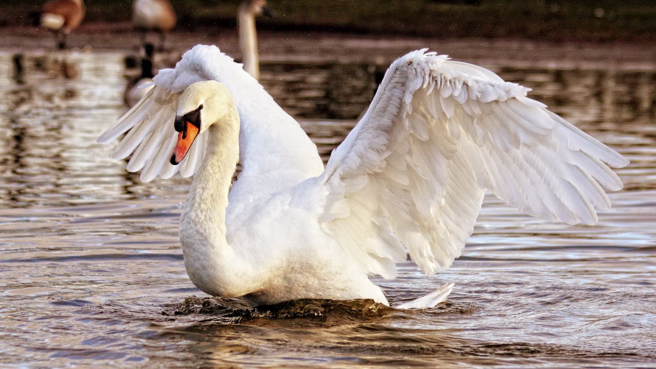 Wallpaper swan, bird, water, flapping