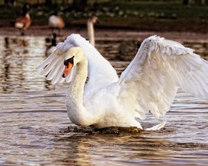 Preview wallpaper swan, bird, water, flapping