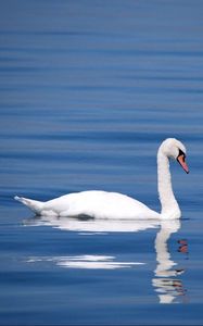 Preview wallpaper swan, bird, water, reflection