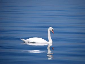 Preview wallpaper swan, bird, water, reflection