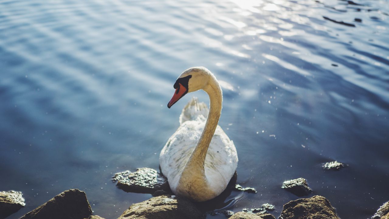Wallpaper swan, bird, water
