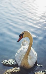 Preview wallpaper swan, bird, water