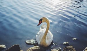 Preview wallpaper swan, bird, water