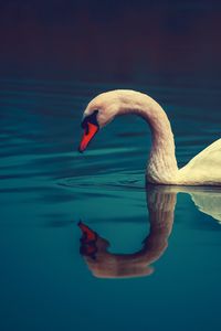 Preview wallpaper swan, bird, water, swim, beak