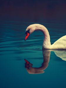 Preview wallpaper swan, bird, water, swim, beak