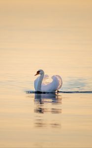 Preview wallpaper swan, bird, water, water surface