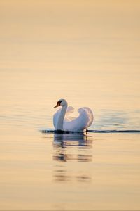 Preview wallpaper swan, bird, water, water surface