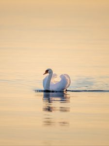 Preview wallpaper swan, bird, water, water surface