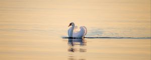 Preview wallpaper swan, bird, water, water surface