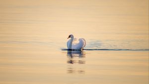 Preview wallpaper swan, bird, water, water surface