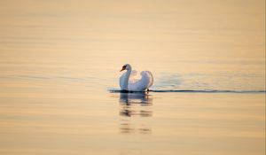 Preview wallpaper swan, bird, water, water surface