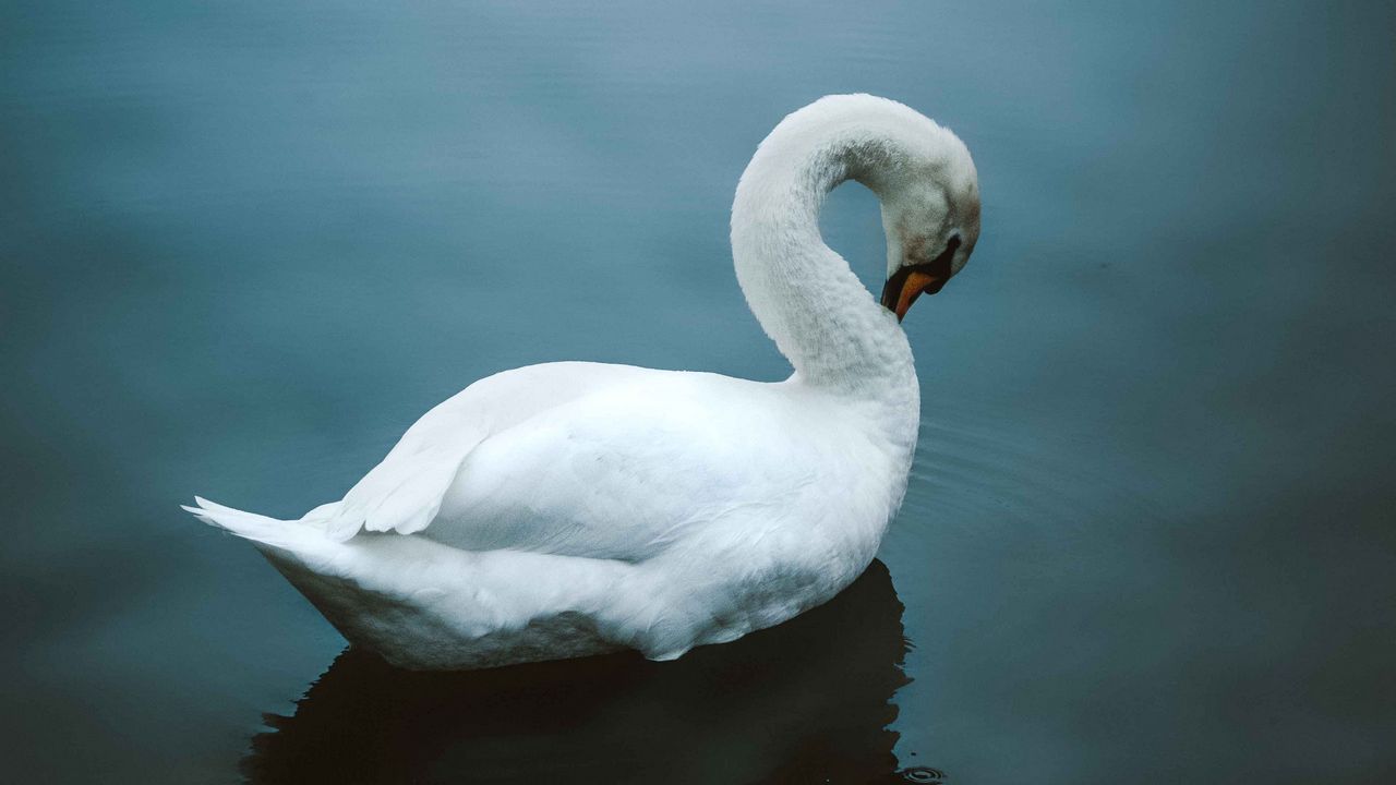 Wallpaper swan, bird, water, white