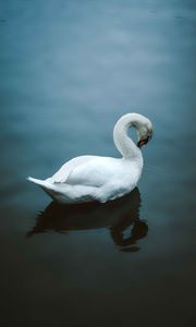 Preview wallpaper swan, bird, water, white