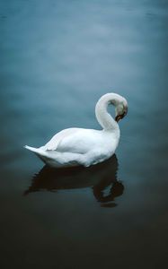 Preview wallpaper swan, bird, water, white