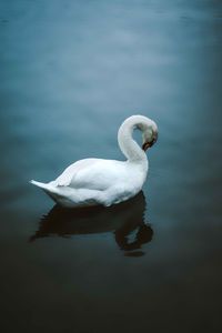 Preview wallpaper swan, bird, water, white