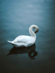 Preview wallpaper swan, bird, water, white