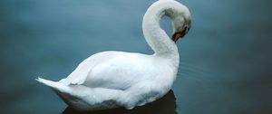 Preview wallpaper swan, bird, water, white