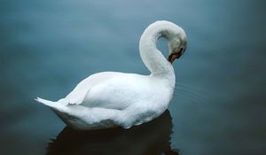 Preview wallpaper swan, bird, water, white