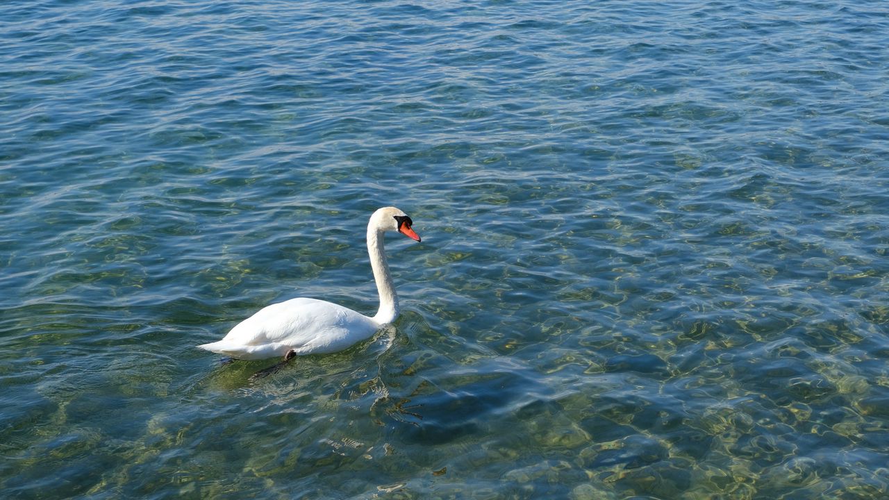 Wallpaper swan, bird, water, waves