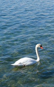 Preview wallpaper swan, bird, water, waves