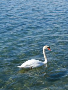 Preview wallpaper swan, bird, water, waves