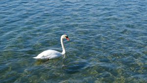 Preview wallpaper swan, bird, water, waves