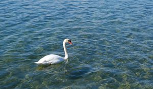 Preview wallpaper swan, bird, water, waves