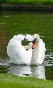 Preview wallpaper swan, bird, water, lake