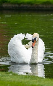 Preview wallpaper swan, bird, water, lake