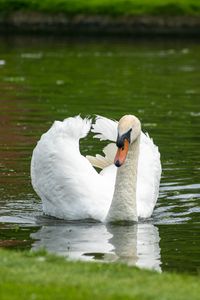 Preview wallpaper swan, bird, water, lake