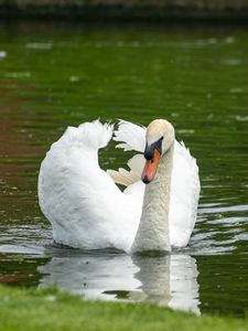 Preview wallpaper swan, bird, water, lake