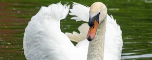 Preview wallpaper swan, bird, water, lake