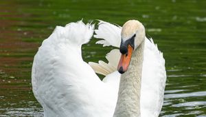 Preview wallpaper swan, bird, water, lake