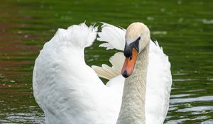 Preview wallpaper swan, bird, water, lake