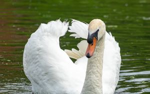 Preview wallpaper swan, bird, water, lake