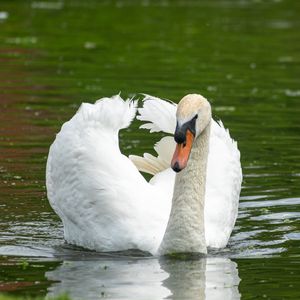 Preview wallpaper swan, bird, water, lake