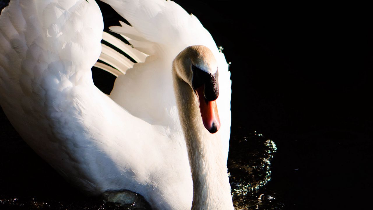 Wallpaper swan, bird, water, reflection, splashes